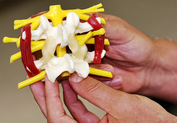 Normal Vertebra